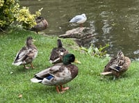 Boscawen duck pond to be dredged