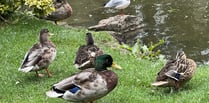 Boscawen duck pond to be dredged