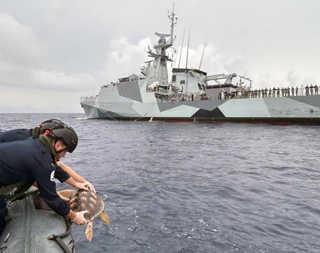 Rehabilitated sea turtles repatriated thanks to the Royal Navy