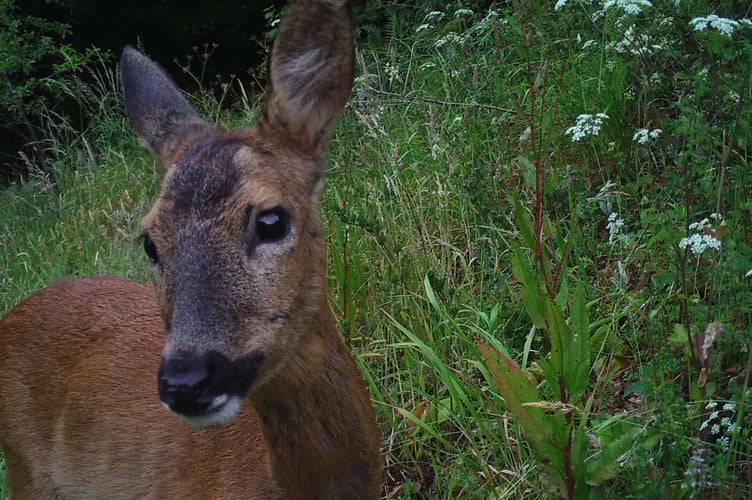 A roe deer passing through the tenant's garden; they say they hardly ever see them. 