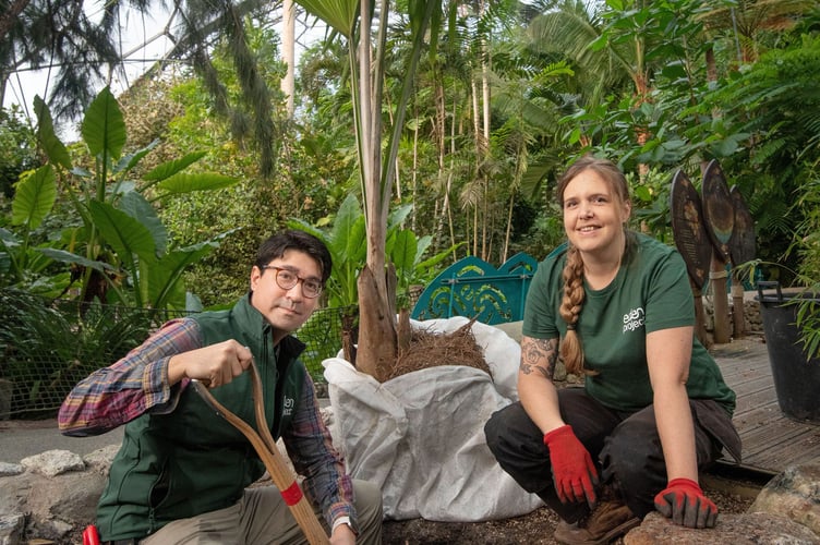 Photographs by Emily Whitfield-Wicks
Rare species of palm,  Rainforest Biome.   Eden Project.