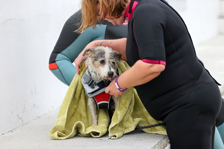 Jubilee Pool Dog Day 2024 on Sunday 3 November. Photo by Penzance Council