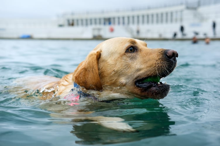 Jubilee Pool Dog Day 2024 on Sunday 3 November. Photo by Penzance Council