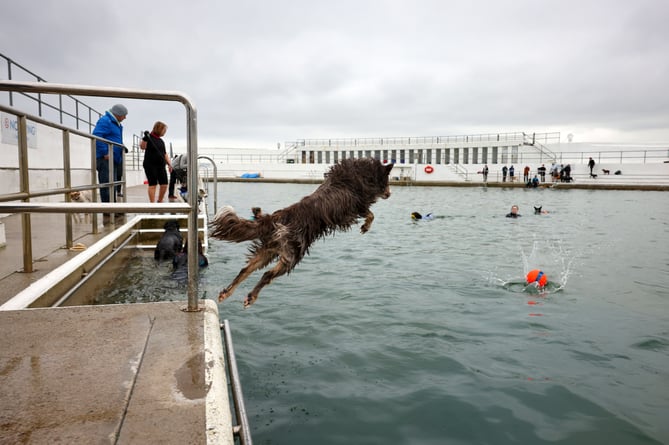 Jubilee Pool Dog Day 2024 on Sunday 3 November. Photo by Penzance Council