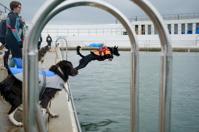 Jubilee Pool Dog Day 2024 on Sunday 3 November. Photo by Penzance Council