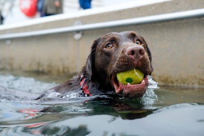 Jubilee Pool Dog Day 2024 on Sunday 3 November. Photo by Penzance Council