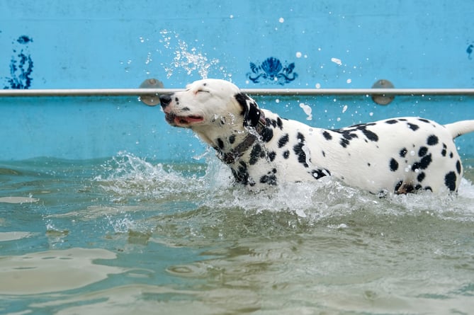 Jubilee Pool Dog Day 2024 on Sunday 3 November. Photo by Penzance Council