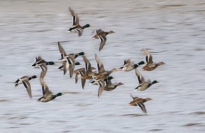 A group of ducks flying