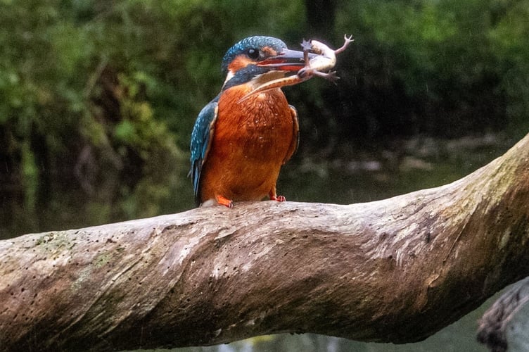 Nature lover captures incredible shots of kingfisher catching newts.