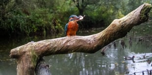 Nature lover captures incredible shots of kingfisher catching newts