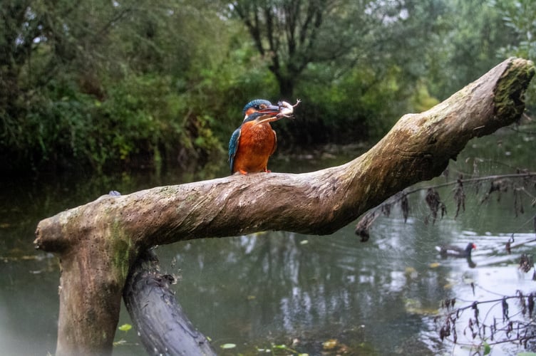 Nature lover captures incredible shots of kingfisher catching newts.