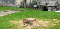 Anger as much-loved tree is cut down without permission