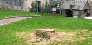 Anger as much-loved tree is cut down without permission