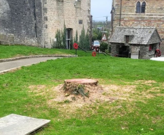 Anger as much-loved tree is cut down without permission