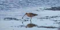 Endangered Dartmoor Curlews’ epic journey for winter sun