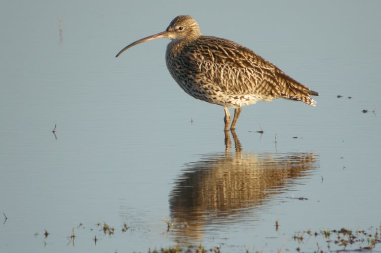 Curlew with reflection in water at Slimbridge.