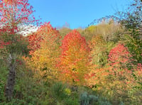 Climate Action St Austell: Why trees are very good for us