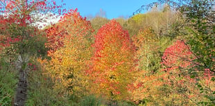 Climate Action St Austell: Why trees are very good for us