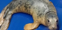 Cornish Seal Sanctuary hospital admits three new pups