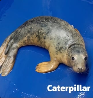 Caterpillar the seal.