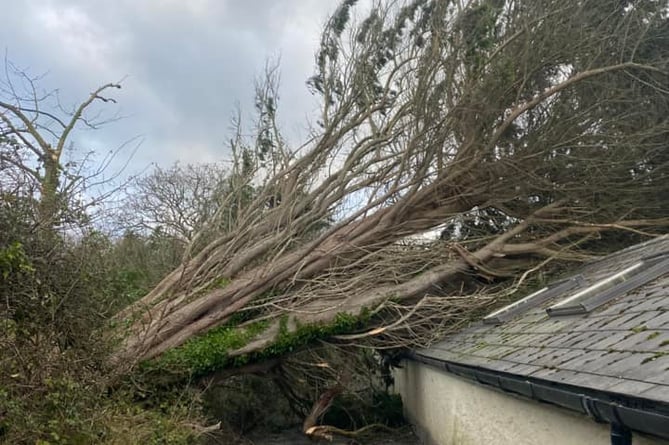 A Fallen tree in Poughill (Picture: Jason Turner)