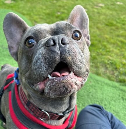 Benji French Bulldog at RSPCA Millbrook, Chobham 