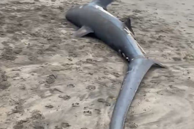 The thresher shark washed up on Par beach, Cornwall.  Release date  January 3, 2025.  A shocking video shows a massive endangered shark washed up on a British beach.  The shark was discovered by a dog walker at about 8am on New Year's Day on Par beach, Cornwall.  The animal was estimated to be around two-and-a-half metres long by the walker.  Teams from Cornwall Wildlife Trust have collected the body and will conduct an autopsy to determine the cause of death.  On a Facebook post, the Trust said the animal was a thresher shark - a migratory species that travels through UK waters during the summer months.  Thresher sharks are classified as Endangered in European waters by the IUCN Red List.  