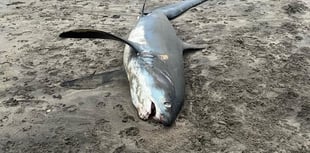 2.5 metre endangered shark spotted on Par beach