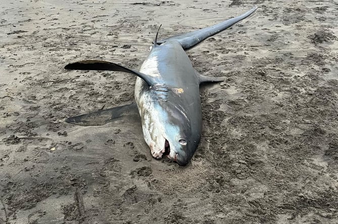 The thresher shark washed up on Par beach, Cornwall.  Release date  January 3, 2025.  A shocking video shows a massive endangered shark washed up on a British beach.  The shark was discovered by a dog walker at about 8am on New Year's Day on Par beach, Cornwall.  The animal was estimated to be around two-and-a-half metres long by the walker.  Teams from Cornwall Wildlife Trust have collected the body and will conduct an autopsy to determine the cause of death.  On a Facebook post, the Trust said the animal was a thresher shark - a migratory species that travels through UK waters during the summer months.  Thresher sharks are classified as Endangered in European waters by the IUCN Red List.  