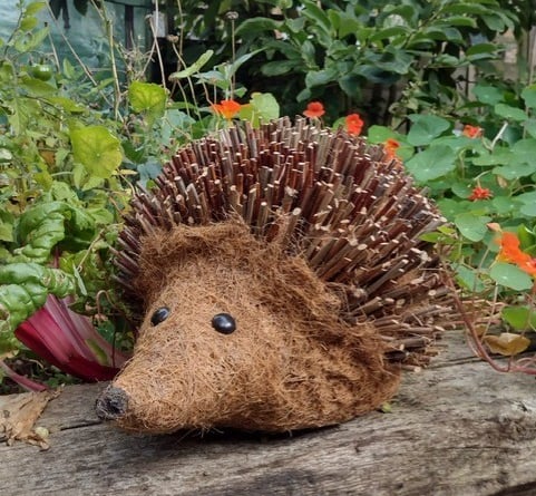 Harlyn the hedgehog has taken up residence on Truro's Trafalgar roundabout