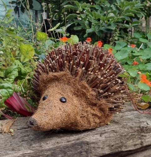 Harlyn the hedgehog has taken up residence on Truro's Trafalgar roundabout