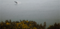 Humpback Whale spotted jumping majestically out of the water 