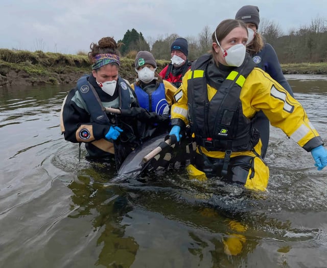 Stranded dolphin successfully rescued from the River Fowey