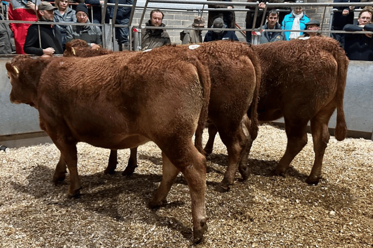 A show stopping consignment of 18 South Devon steers and heifers from Mr
T G Hawke of Colan, Newquay averaged £2,010 all in.