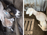 Smallholder who kept animals in "appalling conditions" is prosecuted