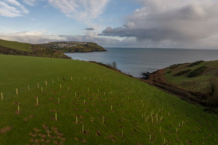 An aerial perspective of a tree planting programme at Coombe Farm in Cornwall.