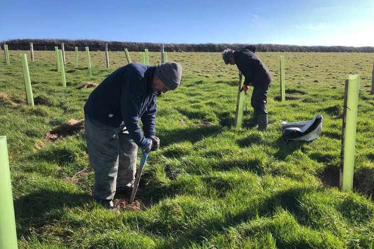 Volunteers tree planting at Lansallos. 