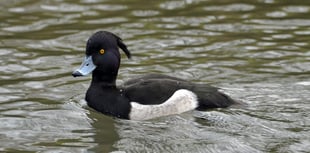 Wildlife group spots 33 species of bird