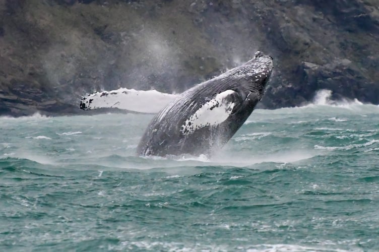 An amateur wildlife photographer has captured incredible pictures of a humpback whale off Newquay. Adrian Langdon spotted the whale near Watergate on Thursday (13 Feb). He says: "I was on board a boat surveying the coast as part of the Cornwall Seal Group Research Trust regular seal and marine life surveys. We first spotted the whale early morning approximately two miles offshore. There have been up to three humpbacks in the area in recent weeks and this was my second sighting; the first was from shore but seeing it at water level was very exciting.