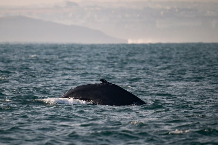 An amateur wildlife photographer has captured incredible pictures of a humpback whale off Newquay. Adrian Langdon spotted the whale near Watergate on Thursday (13 Feb). He says: "I was on board a boat surveying the coast as part of the Cornwall Seal Group Research Trust regular seal and marine life surveys. We first spotted the whale early morning approximately two miles offshore. There have been up to three humpbacks in the area in recent weeks and this was my second sighting; the first was from shore but seeing it at water level was very exciting.