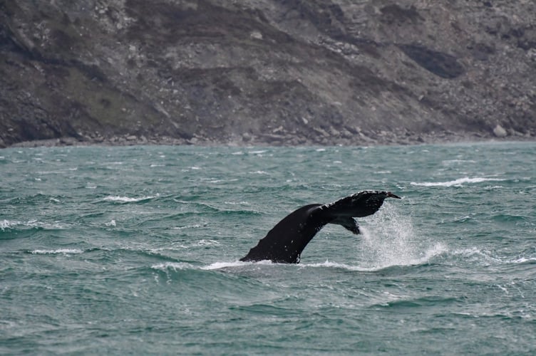 An amateur wildlife photographer has captured incredible pictures of a humpback whale off Newquay. Adrian Langdon spotted the whale near Watergate on Thursday (13 Feb). He says: "I was on board a boat surveying the coast as part of the Cornwall Seal Group Research Trust regular seal and marine life surveys. We first spotted the whale early morning approximately two miles offshore. There have been up to three humpbacks in the area in recent weeks and this was my second sighting; the first was from shore but seeing it at water level was very exciting.