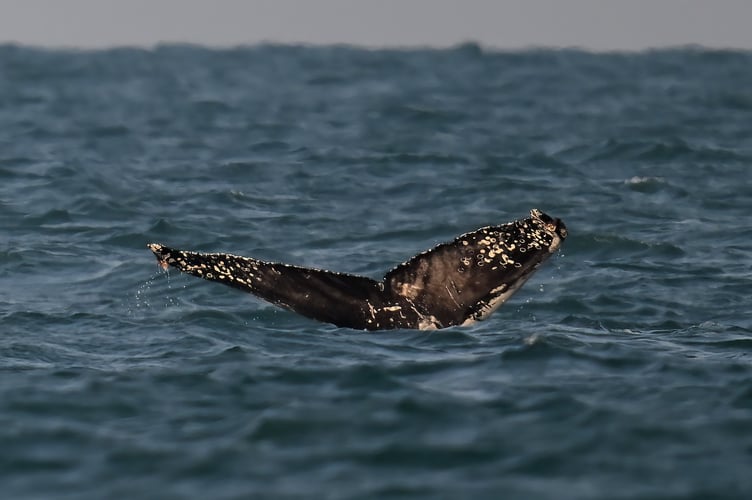 An amateur wildlife photographer has captured incredible pictures of a humpback whale off Newquay. Adrian Langdon spotted the whale near Watergate on Thursday (13 Feb). He says: "I was on board a boat surveying the coast as part of the Cornwall Seal Group Research Trust regular seal and marine life surveys. We first spotted the whale early morning approximately two miles offshore. There have been up to three humpbacks in the area in recent weeks and this was my second sighting; the first was from shore but seeing it at water level was very exciting.