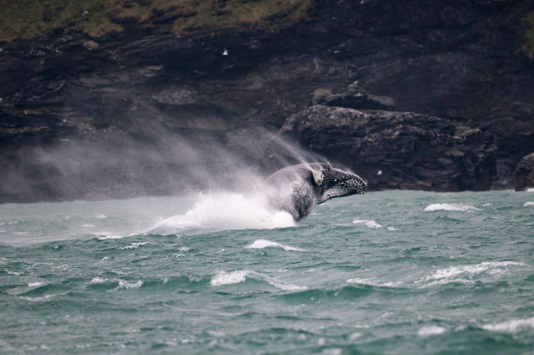 An amateur wildlife photographer has captured incredible pictures of a humpback whale off Newquay. Adrian Langdon spotted the whale near Watergate on Thursday (13 Feb). He says: "I was on board a boat surveying the coast as part of the Cornwall Seal Group Research Trust regular seal and marine life surveys. We first spotted the whale early morning approximately two miles offshore. There have been up to three humpbacks in the area in recent weeks and this was my second sighting; the first was from shore but seeing it at water level was very exciting.