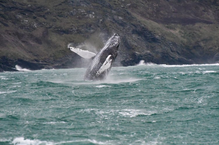 An amateur wildlife photographer has captured incredible pictures of a humpback whale off Newquay. Adrian Langdon spotted the whale near Watergate on Thursday (13 Feb). He says: "I was on board a boat surveying the coast as part of the Cornwall Seal Group Research Trust regular seal and marine life surveys. We first spotted the whale early morning approximately two miles offshore. There have been up to three humpbacks in the area in recent weeks and this was my second sighting; the first was from shore but seeing it at water level was very exciting.