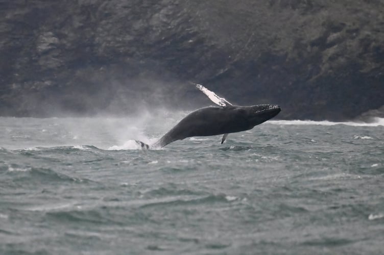 An amateur wildlife photographer has captured incredible pictures of a humpback whale off Newquay. Adrian Langdon spotted the whale near Watergate on Thursday (13 Feb). He says: "I was on board a boat surveying the coast as part of the Cornwall Seal Group Research Trust regular seal and marine life surveys. We first spotted the whale early morning approximately two miles offshore. There have been up to three humpbacks in the area in recent weeks and this was my second sighting; the first was from shore but seeing it at water level was very exciting.