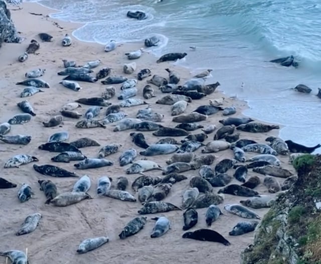 Dozens of seals fill secluded Cornish beach