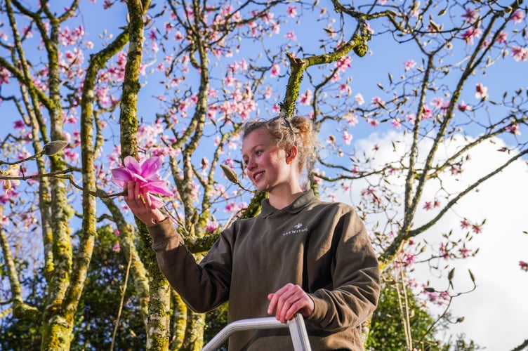 Gardener Millie Wykes inspects the flowers on a Magnolia tree which has reached over 50 buds officially declaring spring in Trewithen, Cornwall. February 25 2025. Release date February 26 2025. These stunning pictures show the colourful magnolia blooms that have marked the unofficial start - of SPRING. The blooming of six magnolia trees at the Great Gardens of Cornwall have heralded the end of winter in local folklore for more than a century. The plants are currently sporting 50 blooms which is said to mean that spring has arrived in the county - several weeks ahead of the rest of the UK.  The colourful flowery scenes are a stark contrast to the cold winter scenes over much of Britain in recent days.  Cornwall has always enjoyed Spring before the rest of the UK due to its milder climate - and the earliest flowering Magnolia campbellii was recorded in 2015 on 21st January. 