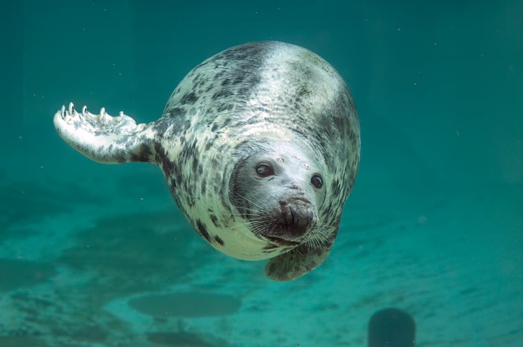 The Cornwall Seal Sanctuary are celebrating their upcoming 50th anniversary with a special competition for primary school children across the county